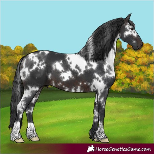 Horse Color:White Spotted Brown 