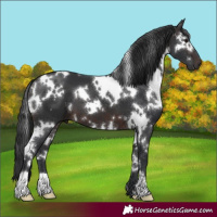 Horse Color:White Spotted Brown 