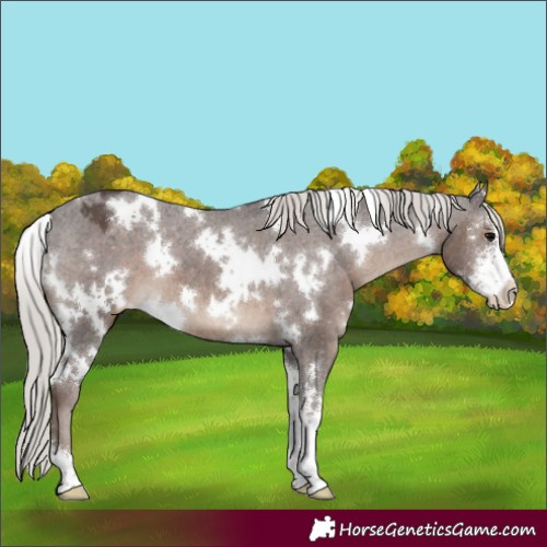 Horse Color:White Spotted Silver Black Sabino Appaloosa 