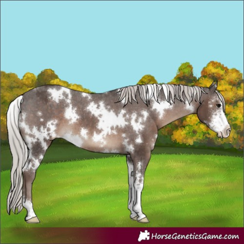 Horse Color:White Spotted Silver Black Sabino Appaloosa