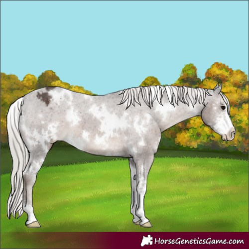 Horse Color:White Spotted Silver Black Sabino Appaloosa 