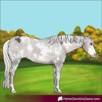 Horse Color:White Spotted Silver Black Sabino Appaloosa