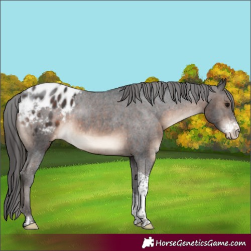 Horse Color:Brown Sabino Tobiano Appaloosa Rabicano 