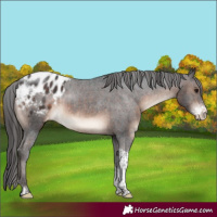Horse Color:Brown Sabino Tobiano Appaloosa Rabicano
