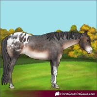 Horse Color:Brown Sabino Tobiano Appaloosa Rabicano