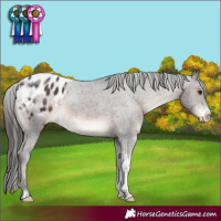Horse Color:Brown Sabino Tobiano Appaloosa Rabicano 