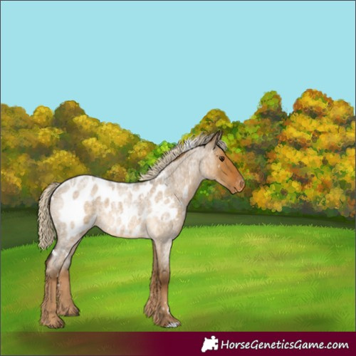 Horse Color:White Spotted Chocolate Palomino Roan Dun Near Leopard 