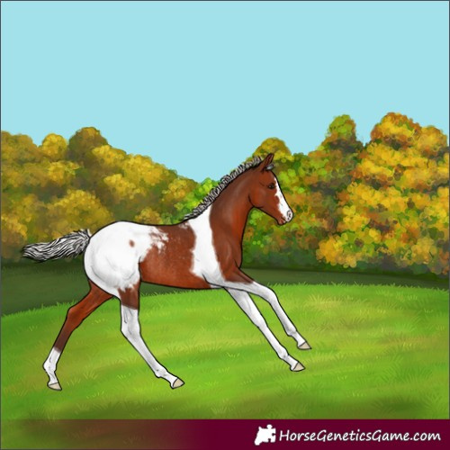 Horse Color:Silver Bay Tobiano Snowcap Rabicano 