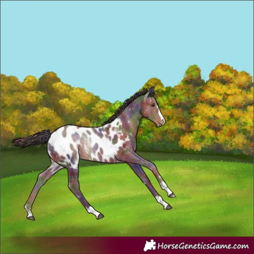 Horse Color:Nacre Liver Chestnut Appaloosa 