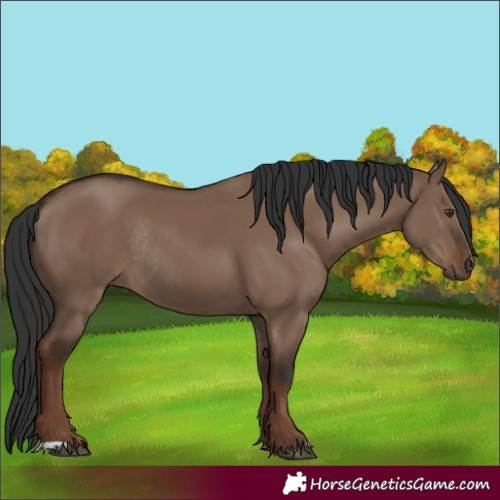 Horse Color:Liver Red Dun Rabicano 