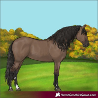 Horse Color:Liver Red Dun Rabicano 