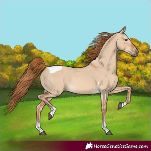 Horse Color:Red Dun Tobiano Rabicano