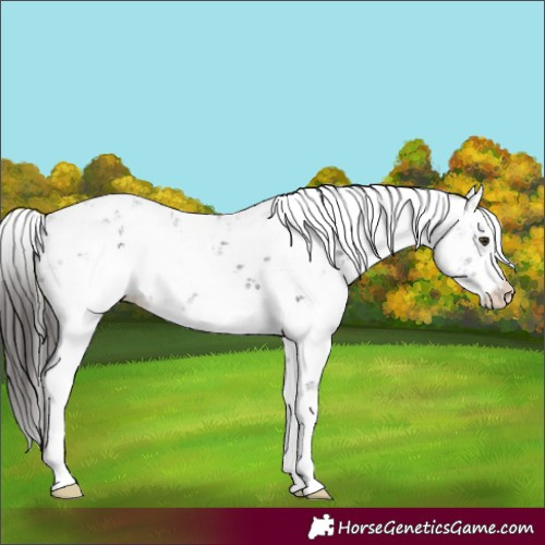 Horse Color:Liver Chestnut Sabino 