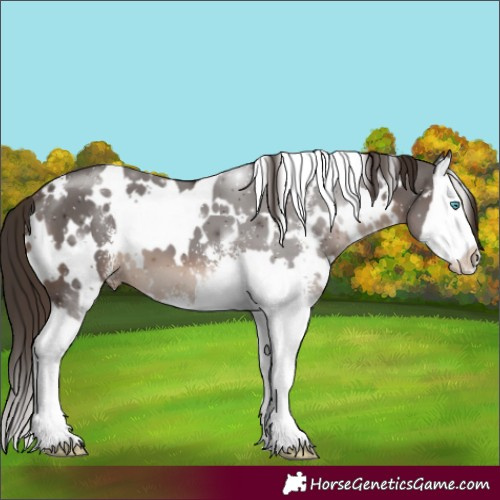 Horse Color:White Spotted Liver Chestnut Sabino Splash 