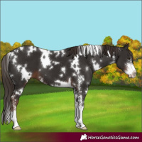 Horse Color:White Spotted Liver Chestnut Sabino