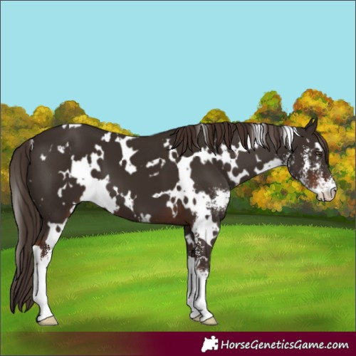Horse Color:White Spotted Liver Chestnut Sabino 