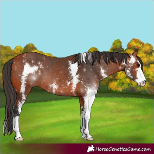 Horse Color:Bay Sabino 