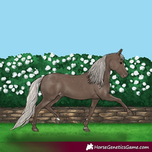 Horse Color:Silver Black Appaloosa Rabicano 