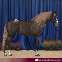 Horse Color:Liver Chestnut Appaloosa
