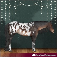 Horse Color:Brown Tobiano Appaloosa Rabicano 