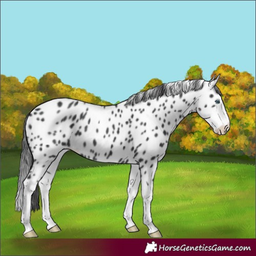 Horse Color:Black Splash Leopard