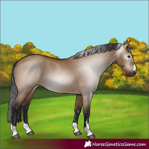 Horse Color:Gray Bay Dun 