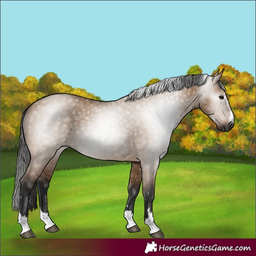 Horse Color:Gray Bay Dun 