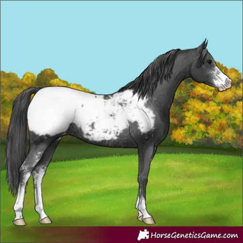 Horse Color:Black Sabino Appaloosa Rabicano 