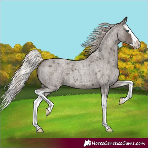 Horse Color:Silver Blue Roan Splash 