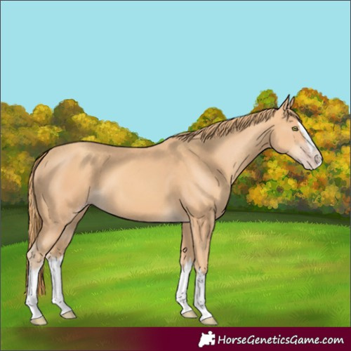 Horse Color:Gold Champagne Splash