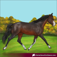Horse Color:Brown Sabino