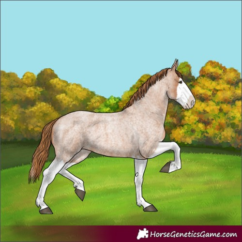 Horse Color:Red Roan Splash 