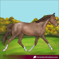 Horse Color:Black Pearl 