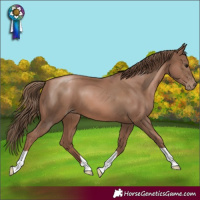 Horse Color:Black Pearl