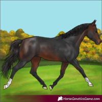 Horse Color:Brown 