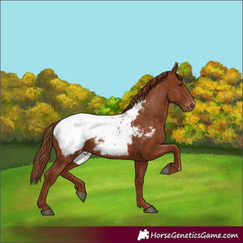 Horse Color:Chestnut Snowcap