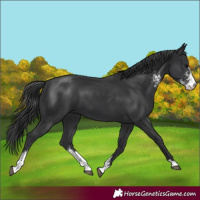 Horse Color:Black Sabino 