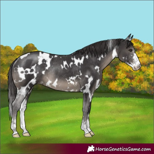 Horse Color:White Spotted Smoky Black Sabino Appaloosa Rabicano 