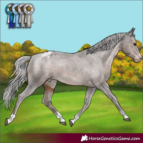 Horse Color:Silver Black Appaloosa 