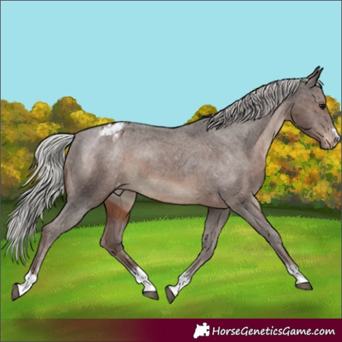 Horse Color:Silver Black Appaloosa 