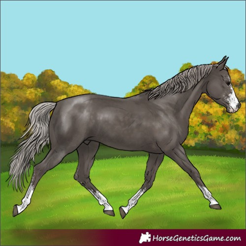 Horse Color:Silver Black Sabino 
