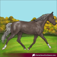 Horse Color:Silver Black 