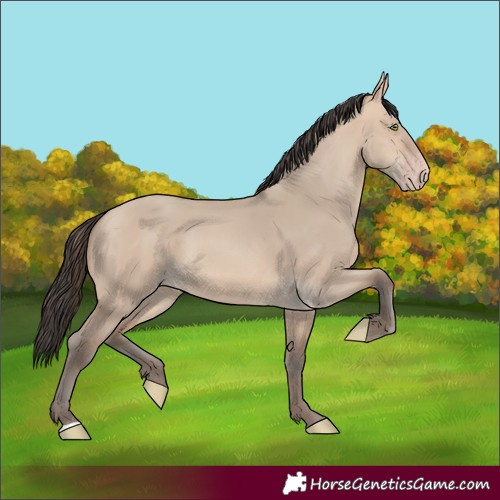 Horse Color:Amber Champagne Dun