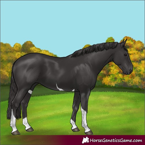 Horse Color:Smoky Black Tobiano 