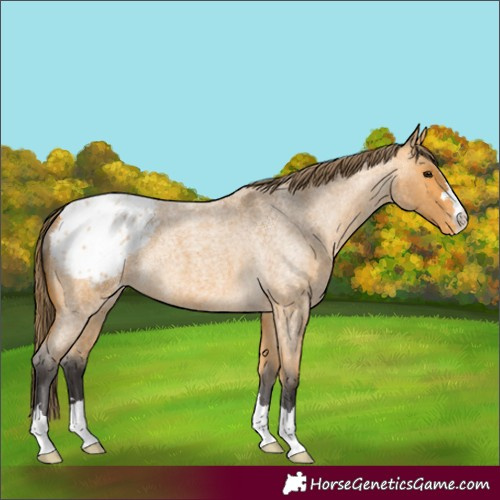 Horse Color:Buckskin Roan Blanket