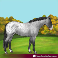 Horse Color:Blue Roan Splash Appaloosa