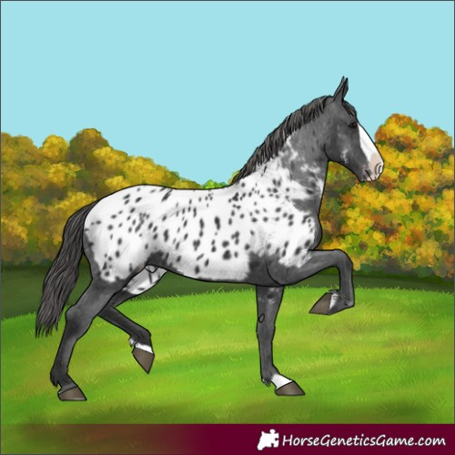 Horse Color:Black Splash Near Leopard 
