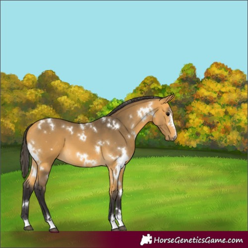 Horse Color:White Spotted Buckskin 