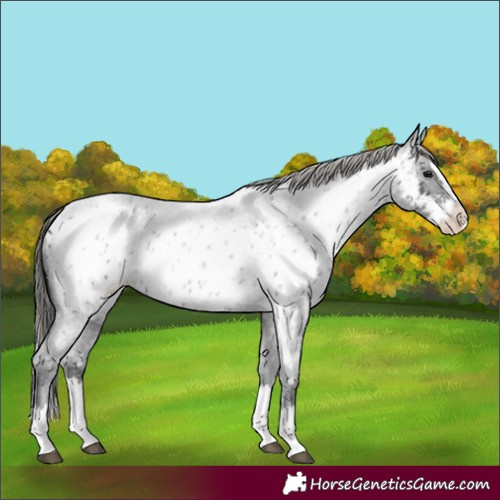 Horse Color:Blue Roan Splash Near Leopard