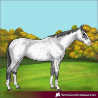 Horse Color:Blue Roan Splash Appaloosa 